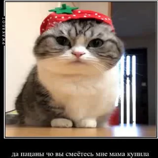 🥺