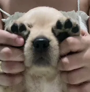 🤩