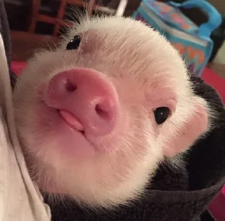 😋