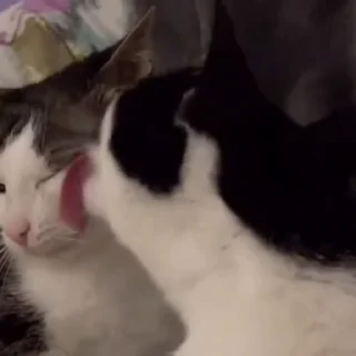 😻