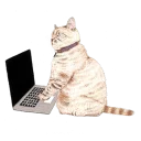 💻