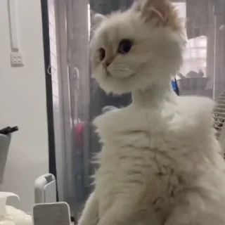 🐈