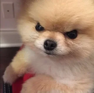 🤩