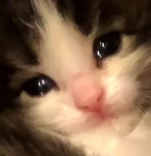 🎀