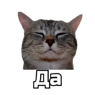 ✅