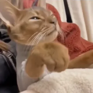 🌟