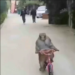 🚴