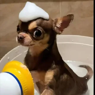 🤩