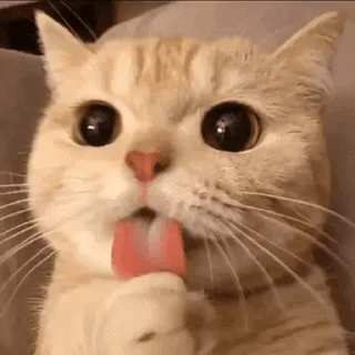 🐱