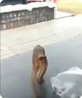 🌟