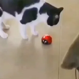 🐈
