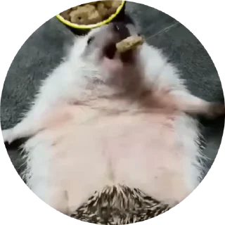 🦔