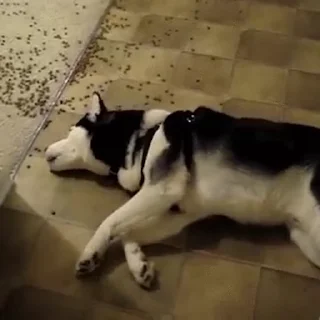 🐕
