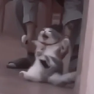 🥠