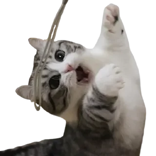 😺