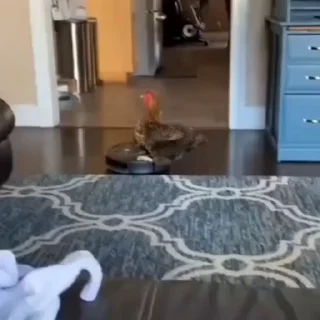 🐓