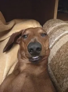 🌟