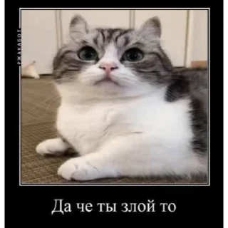 🐱