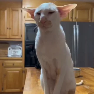 🐈