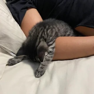 🐈