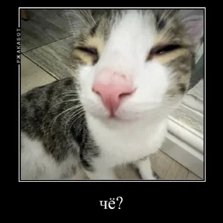 Миленькие котики - @cutecatsteg