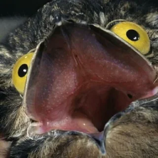😱