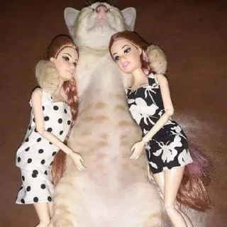 🐈‍⬛
