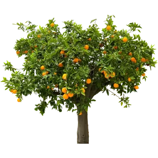 🌳