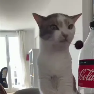 🐈