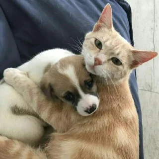 🐈