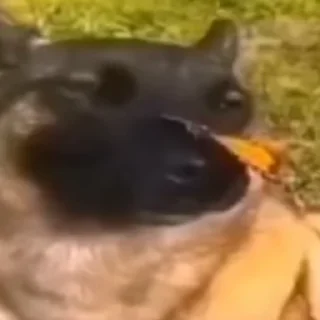 🌟