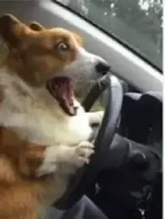 🗣️
