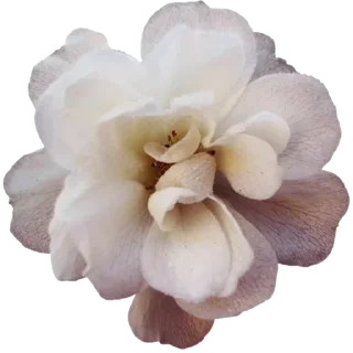 🌸