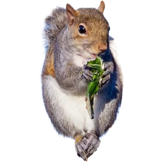 🐿️