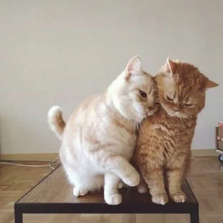 😺