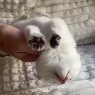 😽