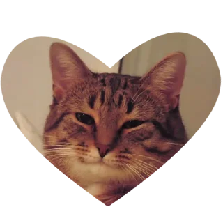 😽