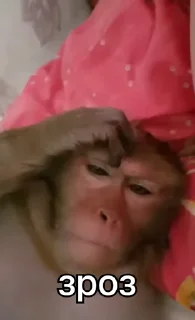 🐒