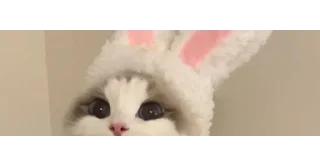 🐱