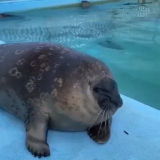 🌟