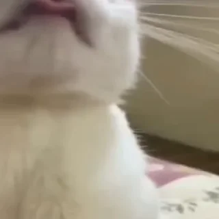 🐈‍⬛
