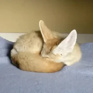 💤