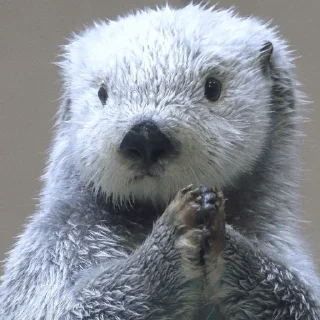 🥺