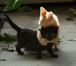 Kittens @stickersb2b