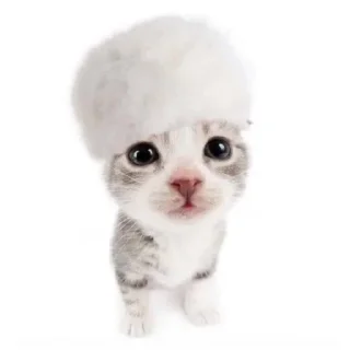 🐱
