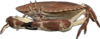 🦀