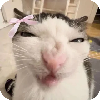 🐱
