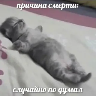 😿