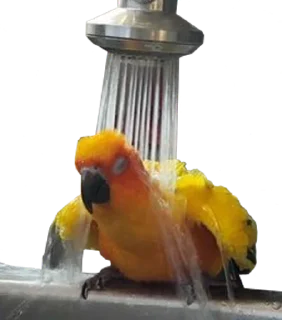 🚿