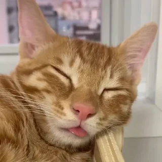 😴